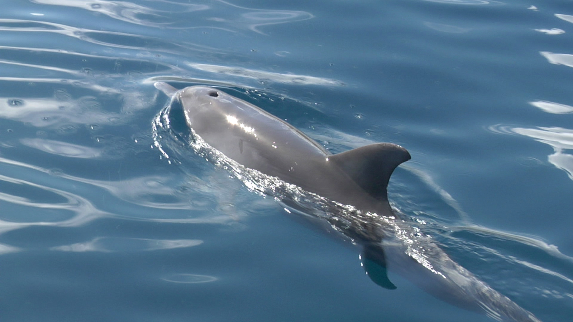 Whales & Dolphins Observation in Mauritius